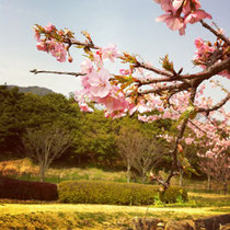 春~♪