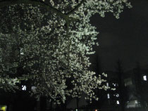 構内の夜桜