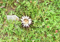 Noch ein lustiges Betthupferl: ich freue mich seit Beginn des Trips über die vielen Edelweißblumen, die ich so sehe. Wozu der Hype dachte ich... die wachsen hier doch überall. 😅 Heute musste ich schmerzlich lernen:das ist kein Edelweiß (sondern eine Silberdistel) und ich bin doch ein bisschen weniger klug,  als ich hoffte zu sein.  💁🏼‍♀️🙄😃 Gute Nacht