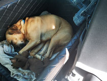 Alfred liiiiebt Autofahren