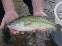 Black bass pêche corrèze