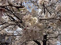隣の公園の桜です。