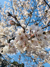 神田川沿いの桜🌸