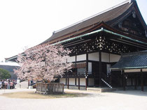 京都御所-左近の桜