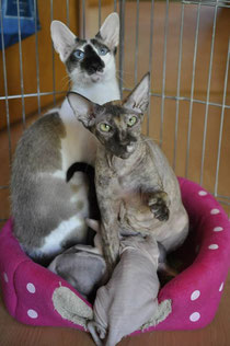 Danke an PurrfectWonder Peterbald Cattery