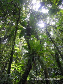 Tropischer Regenwald in der Karibik