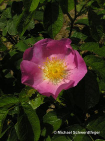 Rosa gallica (Wildform)