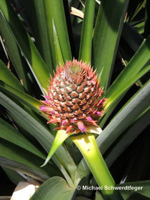 Ananas in Blüte