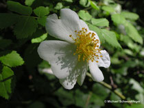 Rosa arvensis (Wildform)