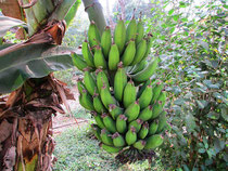 Bananenstaude