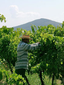 natural wine terroir wine authentic wine natural wines vegan wines vegan wine organic wine biodynamic wines villany hungary hungarian wines redwine redwines white wine white wines wineshop organic wineestate wine estate wein-plus