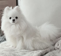 Pomeranian, white, importiert Südkorea