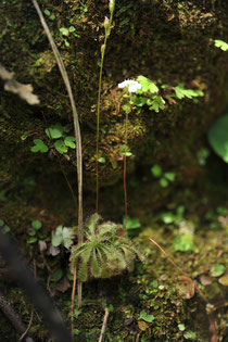 こう見えて食虫植物のコモウセンゴケ