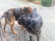 Janus und Jersey