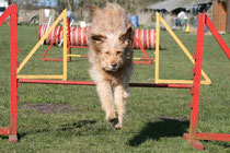 Luna beim Agility