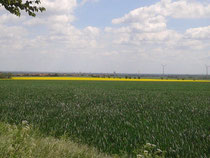 am Horizont die Türme des Magdeburger Doms