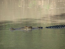 Crocodile dans l'eau