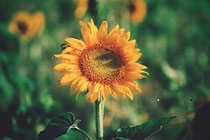 logo tournesol