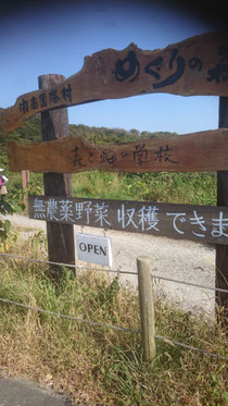 無農薬野菜 買えたり収穫したり