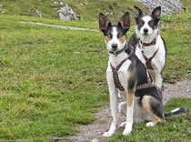 Alaskan Husky, Dogscooting, Zughundesport