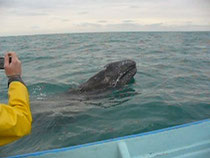 Whale-watching in Guerrero Negro