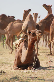 Kamel-Safari in Bikaner