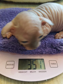 Kleiner Mops (15.08.21)