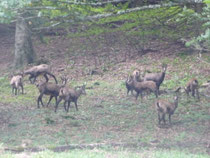 Chamois à La Thuile