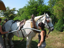 Location de roulotte aménagée tirée par un cheval