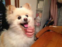 記事とは全く無関係の愛犬♡