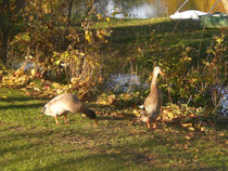 Natur und Tiere erleben - Bauernhofurlaub