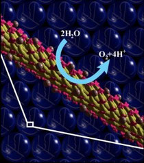 Quando le molecole di acqua entrano in contatto con il virus (in giallo) caricato di energia dal pigmento (in rosa) e dal catalizzatore (le sferette marroni) si scindono in ossigeno e idrogeno (© Angela Belcher/MIT)