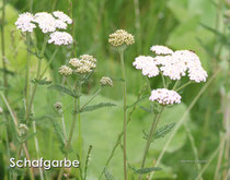 Achillea millefolium