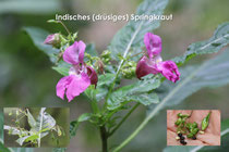 Springkraut, Indisches
