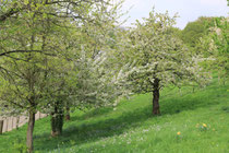 Kräuterwanderung Leichlingen