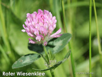 Trifolium pratense