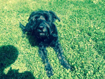 ein kleiner Schnauzer der im Gras liegt