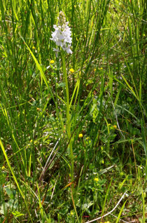 Geflecktes Knabenkraut (Dactylorhiza maculata)