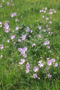 Moschus-Malve (Malva moschata)