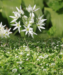 Bären-Lauch (Allium ursinum)