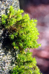 Verwandtes Goldhaarmoos (Orthotrichum affine)