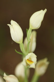 Foto G. Franke