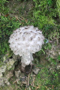 Waldrand/ Maisenbachtal - imposanter Pilz - ein Strubbelkopf-Röhrling (Strobilomyces strobilaceus) relativ selten anzutreffen