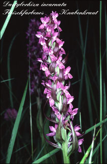 Foto P. Mühl