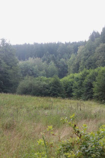 im Maisenbachtal