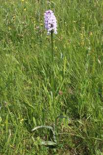 Geflecktes Knabenkraut (Dactylorhiza maculata)