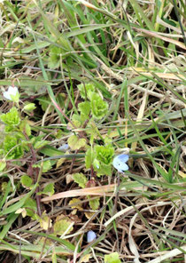 Persischer Ehrenpreis (Veronica persica)