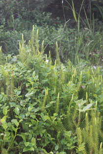 Sprossender Bärlapp (Lycopodium annotinum)
