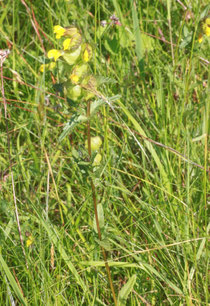 Kleiner Klappertopf (Rhinanthus minor)