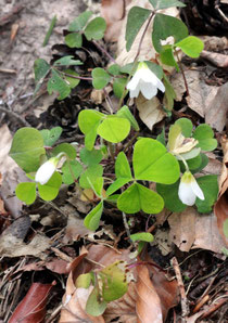 Wald-Sauerklee (Oxalis acetosella)